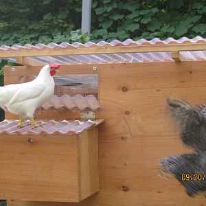 Snowy and one of our Barred Rock hens jumping off