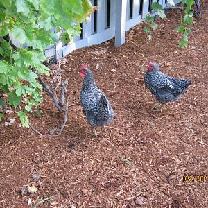 You and Ostrich by our grapes!  They love eating both the leaves and fruit