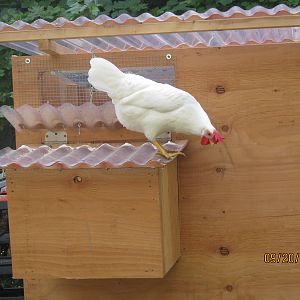 Snow on the nesting box