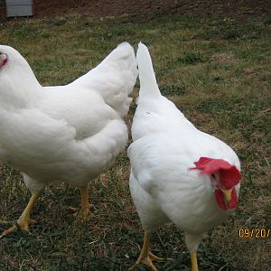 Tail to Tail; Pee and Snow(Pee had a yellow neck and head as a chick; we think she is a White Plymouth Rock).  Pee and Snow were buddies.