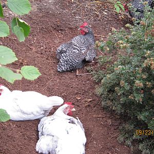 3/4 of my original four hens dustbathing.  The fourth, named "You" foraging nearby