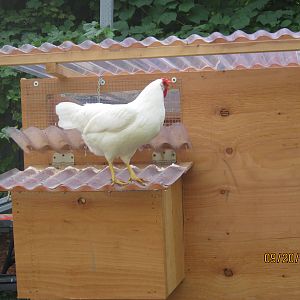 Snowy on the laying area :)