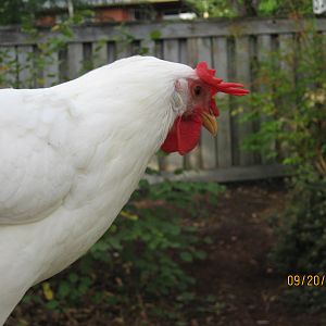 Close-Up of Snowy