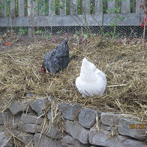 We have straw on some areas, which has seeds in it that they love and they love digging in it