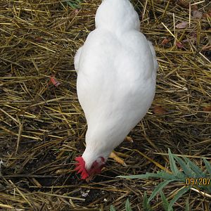 Pee digging through straw with the leaf of an Artichoke plant showing