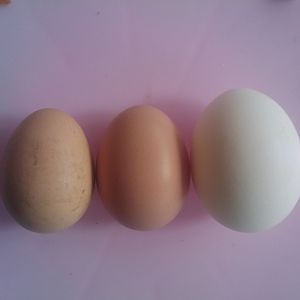 2 eggs so far. 1st one is the smallest one one in the middle is day 2 and the white one is a grade A from the store. Its awesome I watched  big red lay it today.