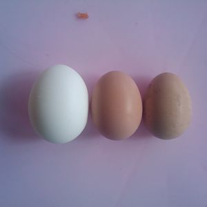 2 eggs so far next to grade A egg