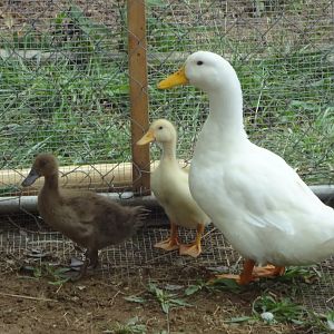 my happy duck family