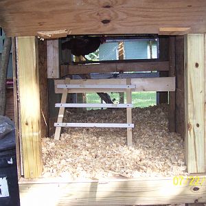 new addition extra roosting area