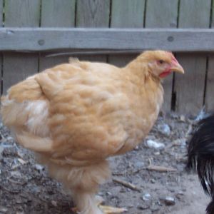 Buff Cochin and Golden Polish