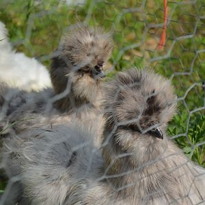 Silkies!