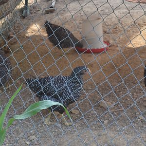 A few of my Barred pullets