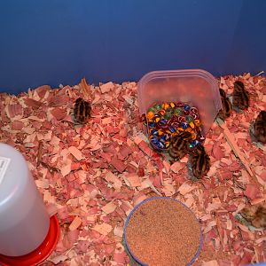 This was my last and final attempt at hatching these darn birds. Corounix Quail. 3 attempts and only ended up with one. This batch went into the incubator with 15 eggs. 99.5 degrees the whole time. Never rotated the eggs. Literally put them in and forgot about them. Woke up a few days ago and SURPRISE 7 fully fluffed up babies! The other eggs did not hatch only because of some small cracks in the shell and some were not even fertilized...(didn't candle them this time around). They are healthy and doing fantastic!