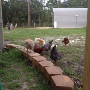 Chickens playing outside the run