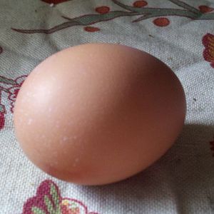 Minik's first egg!