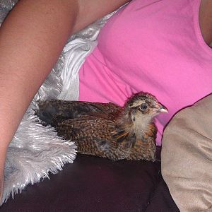 Watching a movie with Coco (4 weeks old)