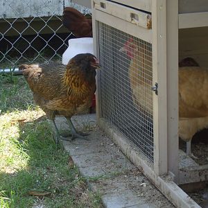 Easter-egger, and Isa Brown