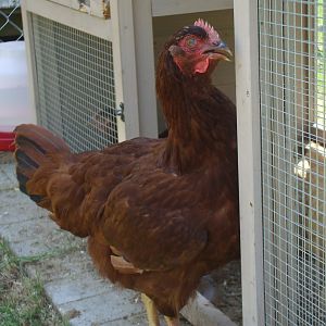 Rhode Island Red