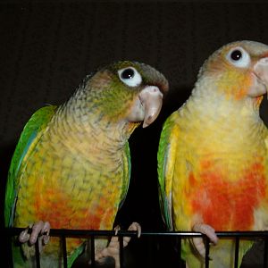 Marley (L) Miley (R) Green cheek Conure Mutations