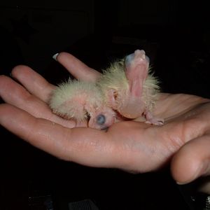 Baby Cockatiels