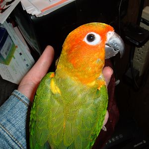 Matthew "Mattie" as a baby Sun Conure