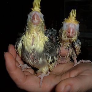 Same two baby cockatiels