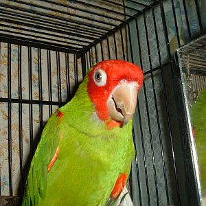 Tee-Jay. Cherry head conure, passed away this past april 2012