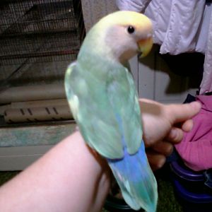 Pippin