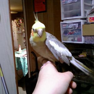 Cinnamon cockatiel "Mudd"