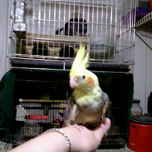 This is my Pied "Piper"