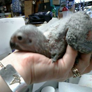 Baby African Grey