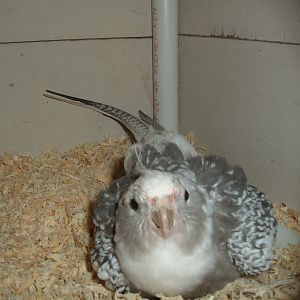 This was Rice in her prime. sadly she is no longer with us due to an impacted colon. She was a White-faced, Pearl, Pied Cockatiel, she was the wife of Mudd.