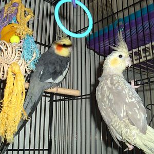 On the perch we have Pepper, just a typical grey with a few white patches on the back of his head. The female is Samantha, a Yellow cheek cinnamon pearl. she also is no longer with us, I believe due to old age as she was a hand me down with Pepper but he is much younger