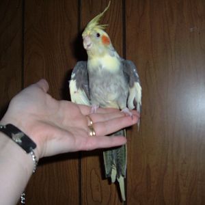The is BFH. the BIRD FROM HELL. it is a pied grey, has female mottled tail feathers, Flirts with everyone, sings with the best of my boys..... fell in love with Mudd.