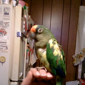This is my second ever conure, Tee-Jay being my first. Paulie started the whole chain of events that led to over 50 birds now. Paulie is a pied peach front. originally sold to someone from Elmer's as a Sun conure, he/she was given to my mother who had it for a while and I bugged her and bugged until she let me have it. Do you see the half closed eyes? the unkempt feathers? He died less than a month later in an animal hospital I was at work when I got the call. complications from pneumonia and the vet said it looked like his insides were crystallizing. no, Doc, that was a fungus, you need to catch up on your education.