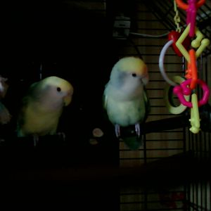 Pippin and Gollem pied love birds