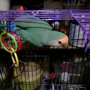 Smeagle not too long before gollem chose Pippin as her mate and killed Smeagle