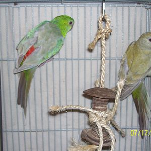 Emmette and Rosalie Cinnamon mutation Red Rump Parakeets. I don't know what happened, if she was egg-bound, but Rosie started acting strange then she was gone.