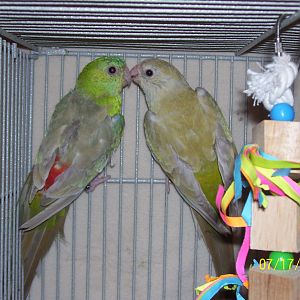 Same here, Jasper and Alice would you believe I had to look up Alice's name? ugh!!!! anyway, some problem here, all cute and chirpy chirpy then like a stroke victim, she just wasn't right, then she was gone.
