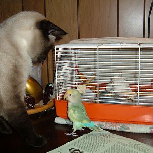 You would not believe how much negativity I got over this picture in another forum. Cosmo is declawed. Pippin just loves him but depending on who's guarding those baby keets, Pippin is the Man!!!