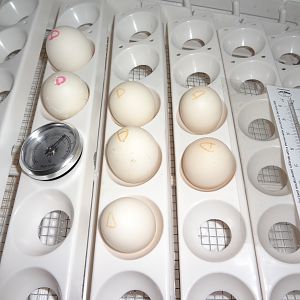 July 8 set up Linda's incubator and started the hatch.  Gave one egg to my little broody.