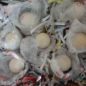 Received the eggs via USPS from crazypetlady.  What excellent packaging.