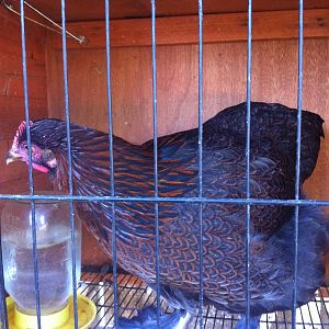 partridge cochin