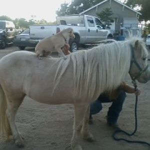 our little cow dog and pony