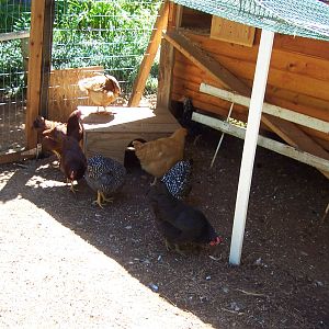 All 8 chickens.