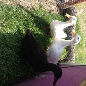 Our 2 new Pekin Ducks to be friends with our 1 Cayuga