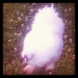 Travis in the clover.
