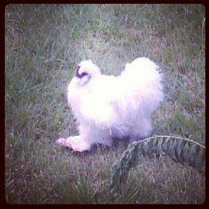 I love my silkie!