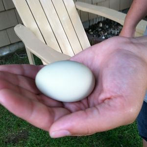 Stella's first egg - July 24, 2012.