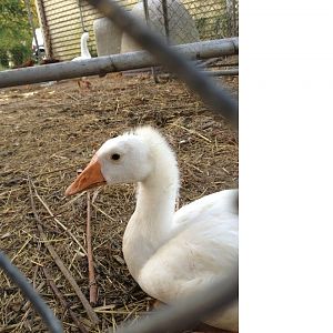 Bad hair day! Gosling loosing his baby feathers